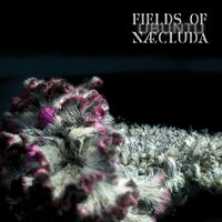 FIELDS OF NÆCLUDA - Anamorphosis