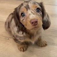 Deronix - WILLY WONKA WAS A CHILD MURDERER