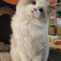 Rassey - savage love