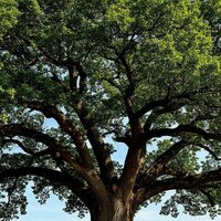 HONEY (ARE U COMING？)