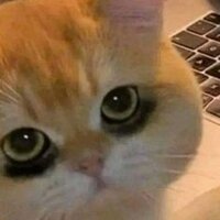 Velano - Full Time Cappers