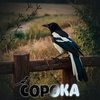 Дикуша - Сорока