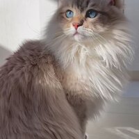 I'm Not A Girl, Not Yet A Woman