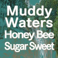 Honey Bee   Sugar Sweet