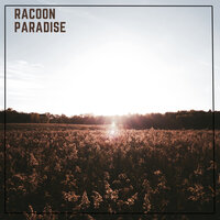 Racoon