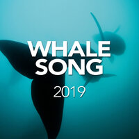 Whale Song
